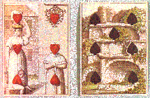 Cotta Transformation Cards]